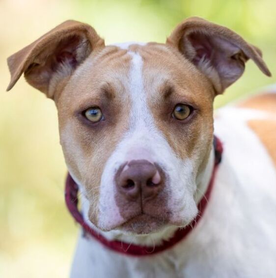 Mental Health for Dogs: How to Reduce Stress and Anxiety in Your Pet image